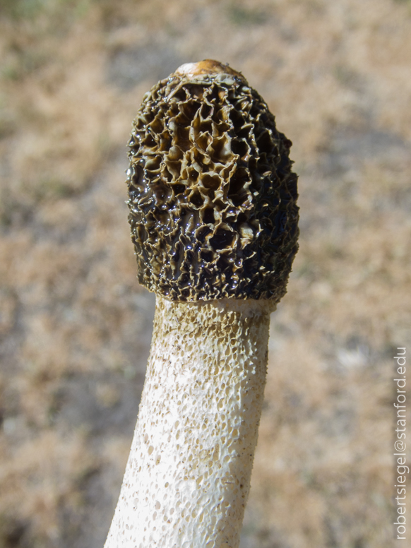 stinkhorn